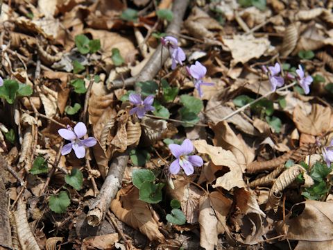 Viola grypoceras f. variegata