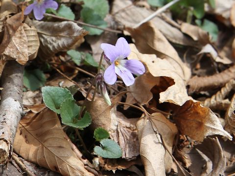 Viola grypoceras f. variegata