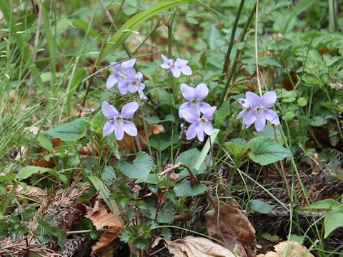 Viola grypoceras f. variegata