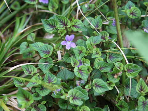 Viola grypoceras f. variegata