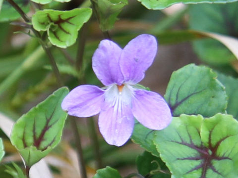 Viola grypoceras f. variegata