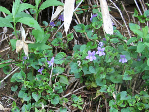 Viola grypoceras f. variegata