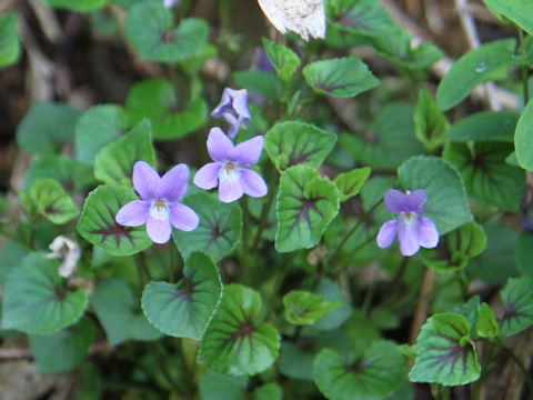 Viola grypoceras f. variegata