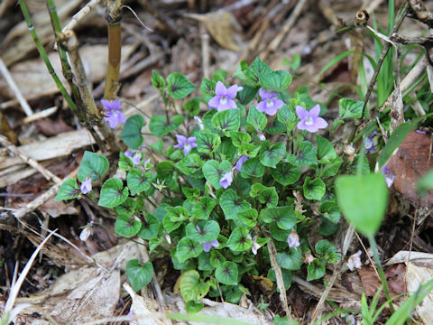 Viola grypoceras f. variegata