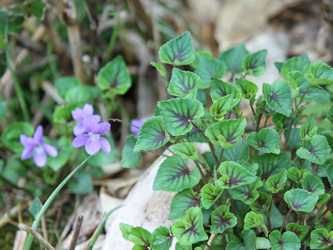 Viola grypoceras f. variegata