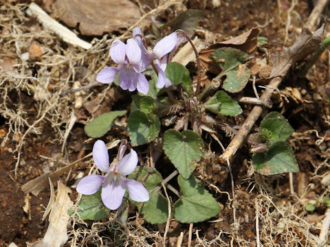 Viola grypoceras f. variegata