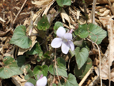 Viola grypoceras f. variegata