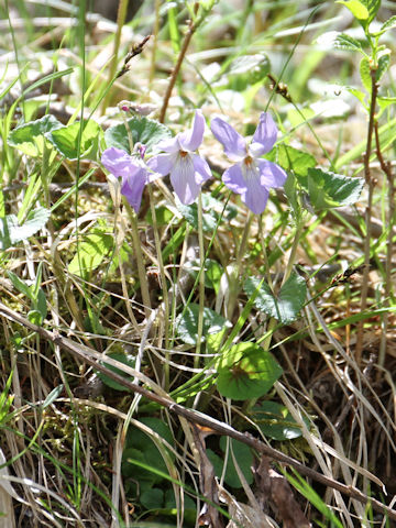 Viola grypoceras f. variegata