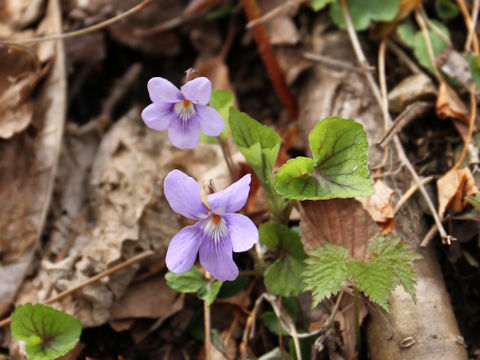 Viola grypoceras f. variegata