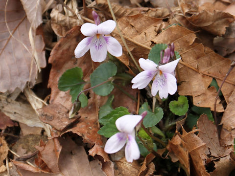 Viola grypoceras f. variegata