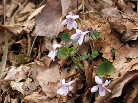 Viola grypoceras f. variegata