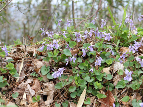 Viola grypoceras f. variegata