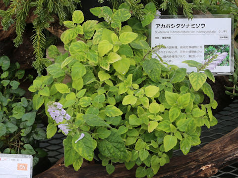 Scutellaria rubropunctata