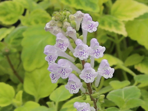Scutellaria rubropunctata