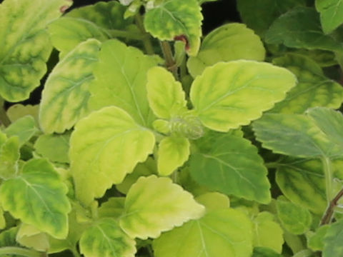 Scutellaria rubropunctata