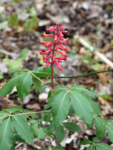 Aesculus pavia