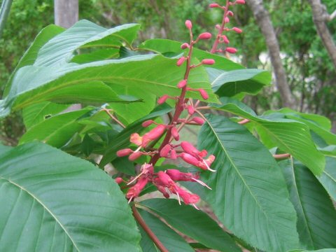 Aesculus pavia