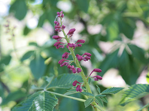 Aesculus pavia