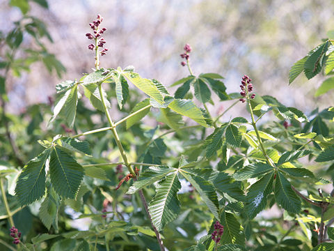 Aesculus pavia