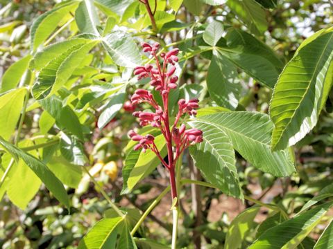 Aesculus pavia