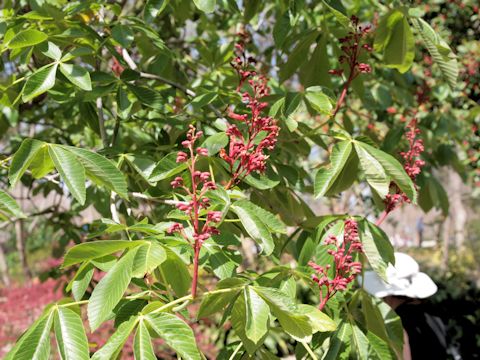 Aesculus pavia