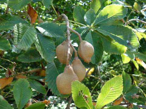 Aesculus pavia