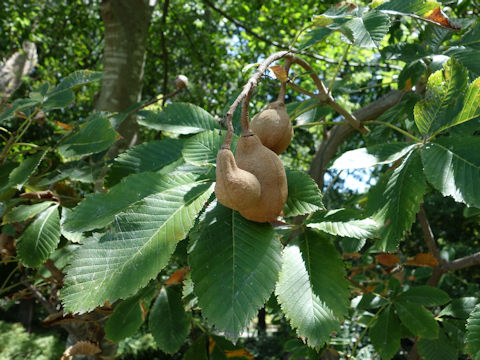 Aesculus pavia