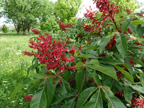 Aesculus pavia