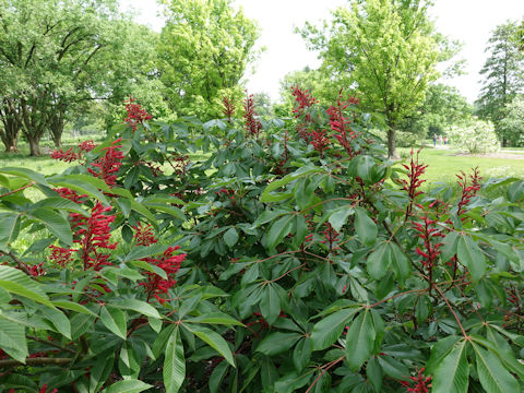 Aesculus pavia