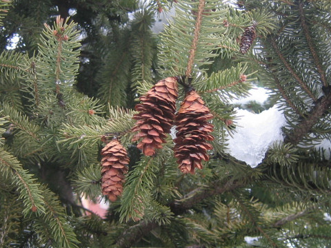 Picea rubens