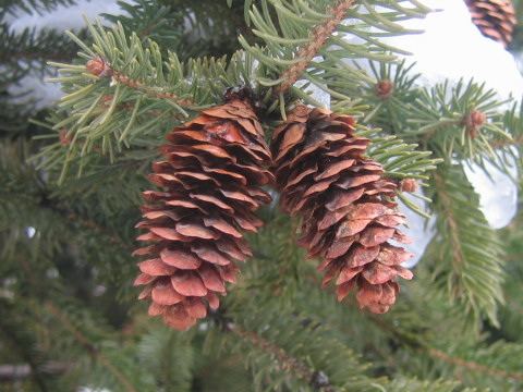 Picea rubens