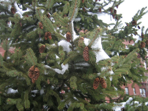 Picea rubens