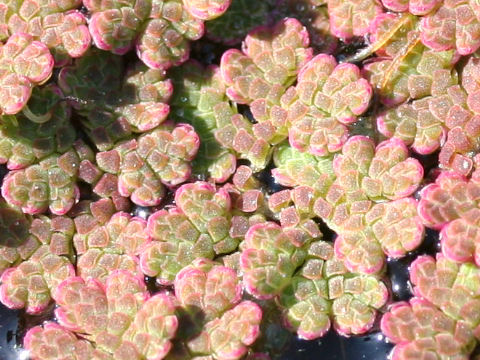 Azolla imbricata