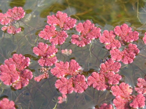 Azolla imbricata