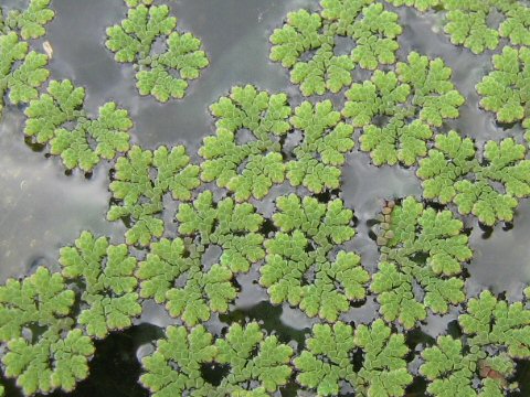 Azolla imbricata