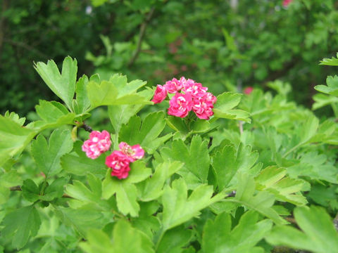 Crataegus laevigata cv. Paul's Scarlet