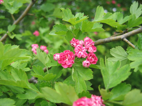 Crataegus laevigata cv. Paul's Scarlet