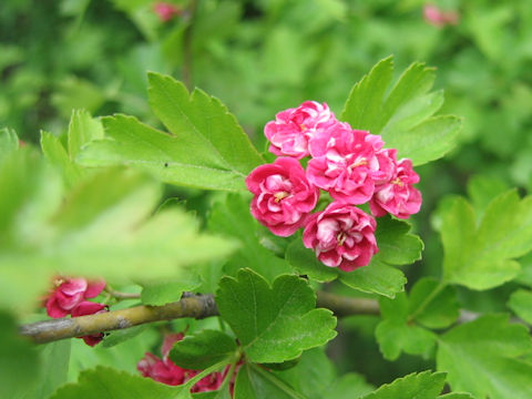 Crataegus laevigata cv. Paul's Scarlet