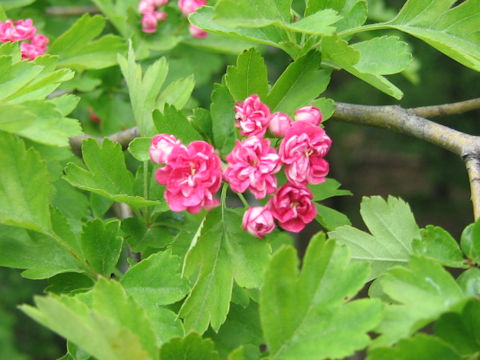 Crataegus laevigata cv. Paul's Scarlet