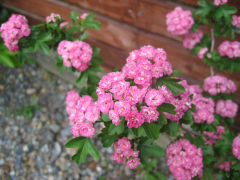 Crataegus laevigata cv. Paul's Scarlet