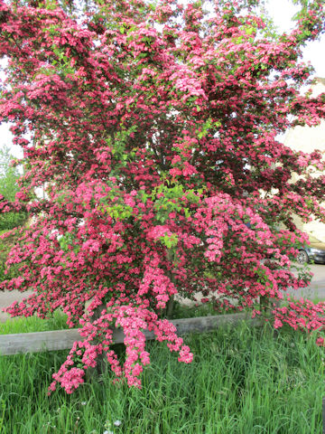 Crataegus laevigata cv. Paul's Scarlet