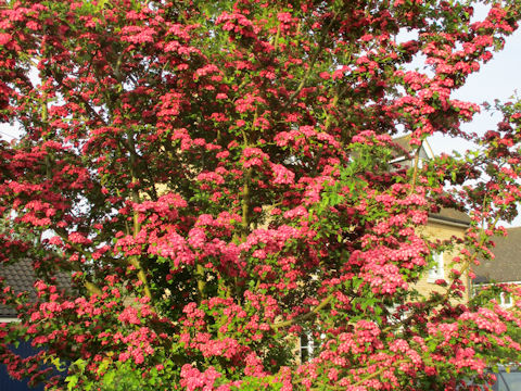 Crataegus laevigata cv. Paul's Scarlet