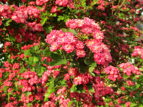 Crataegus laevigata cv. Paul's Scarlet