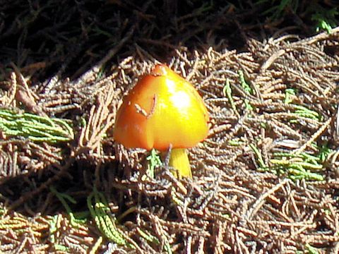 Hygrocybe conica