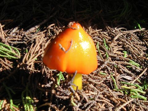 Hygrocybe conica