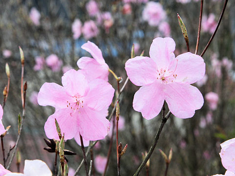 Rhododendron pentaphyllum var. nikoense