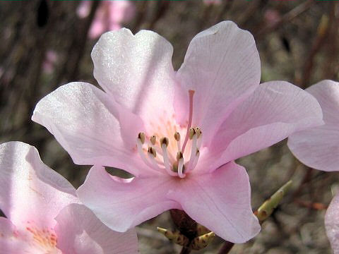 Rhododendron pentaphyllum var. nikoense