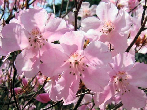 Rhododendron pentaphyllum var. nikoense