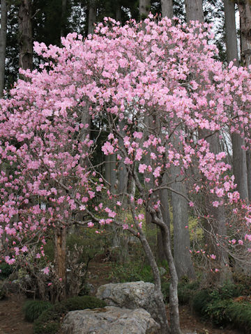 Rhododendron pentaphyllum var. nikoense