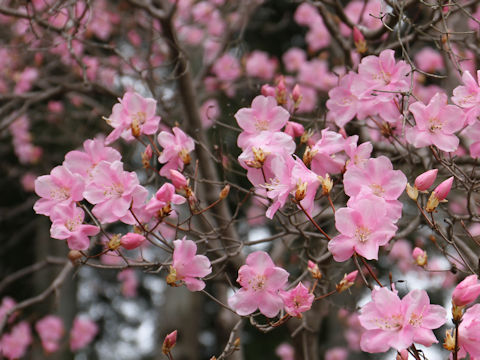 Rhododendron pentaphyllum var. nikoense